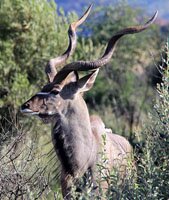 Pilanesberg kudu